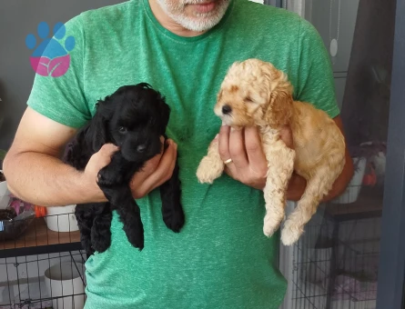 Toy Poodle 2 Aylık