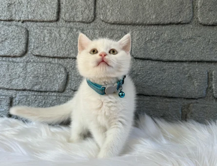 British Shorthair Red Point  2 Aylık Erkek