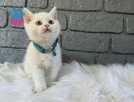 British Shorthair Red Point  2 Aylık Erkek