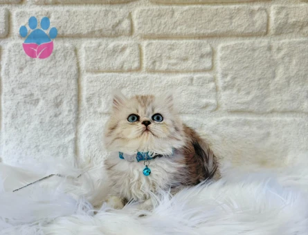 British Longhair 2 Aylık Erkek