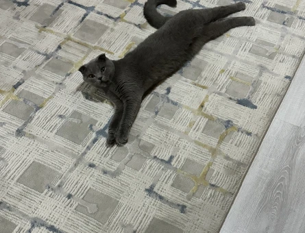 Scottish Fold 1 Yaşında Yuva Arıyor - 5064
