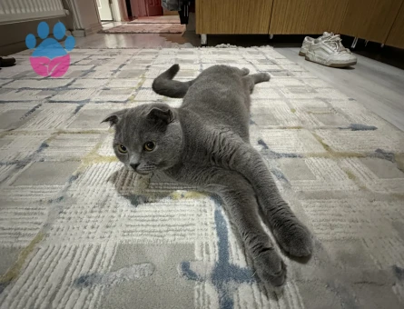 Scottish Fold 1 Yaşında Yuva Arıyor