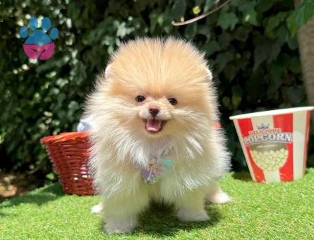 Pomeranian Boo Teddy Bear Ayi Surat Yavrularımız