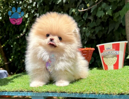 Pomeranian Boo Teddy Bear Ayi Surat Yavrularımız
