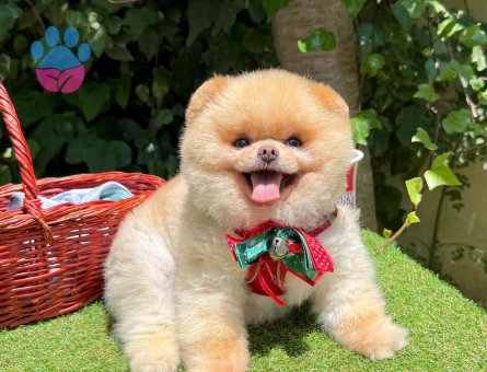 Boo Pomeranian 1 yaşında Egitimli gerçek bir Ayi