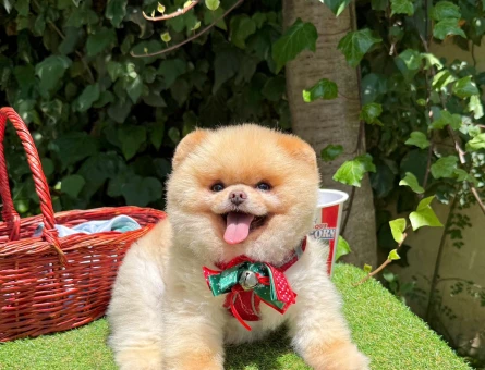 Boo Pomeranian 1 yaşında Egitimli gerçek bir Ayi - 5066