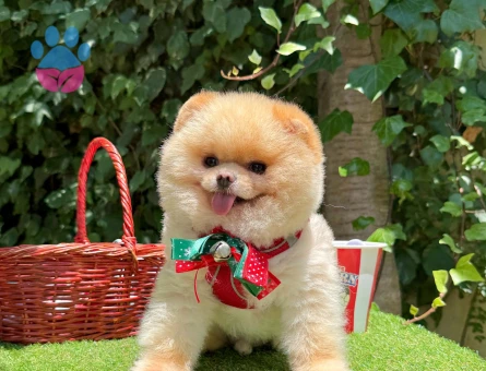 Boo Pomeranian 1 yaşında Egitimli gerçek bir Ayi