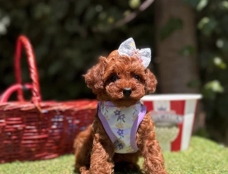 Toy Poodle Safkan En Küçük Boy Yavrularımız - 5067