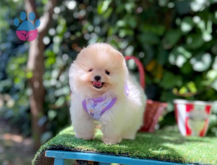 Boo Pomeranian Teddy Bear Ultra Mini Yavrularimiz
