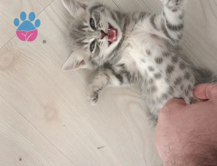 British Shorthair 1 Yaşında Yuva Arıyor