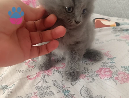 British Shorthair 1 Yaşında Yuva Arıyor