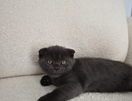 2 Aylık Scottish Fold Yavrumuz Yuva Arıyor - 5070