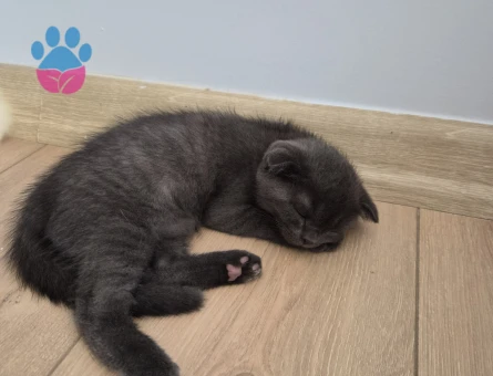 2 Aylık Scottish Fold Yavrumuz Yuva Arıyor