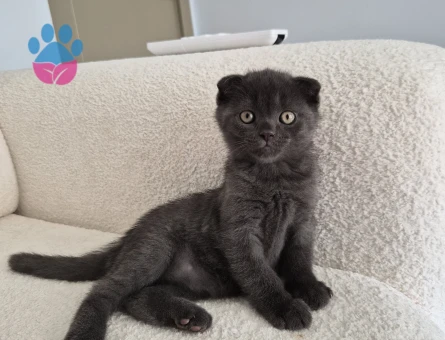 2 Aylık Scottish Fold Yavrumuz Yuva Arıyor