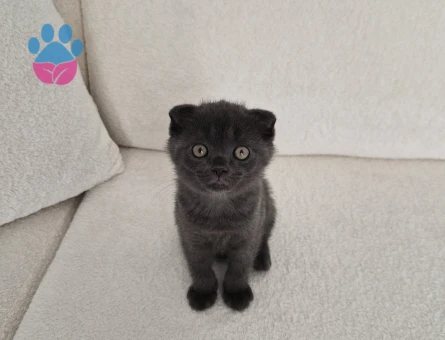 2 Aylık Scottish Fold Yavrumuz Yuva Arıyor