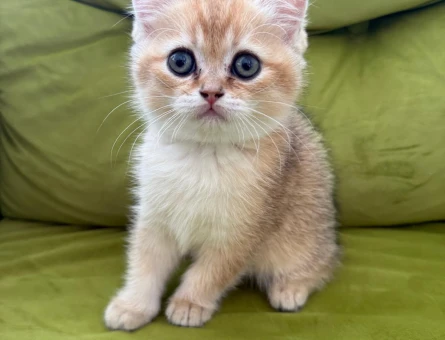 Erkek british longhair 2 Aylık - 5071