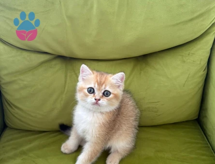 Erkek british longhair 2 Aylık