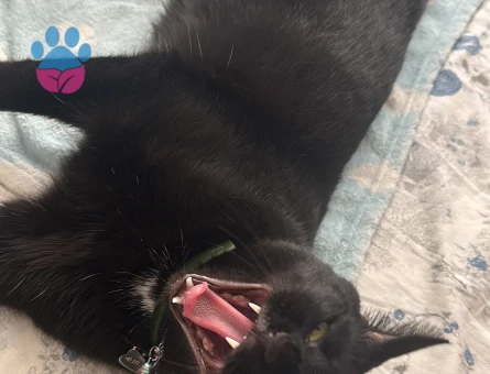 2 Yaşında Erkek Bombay Kedi