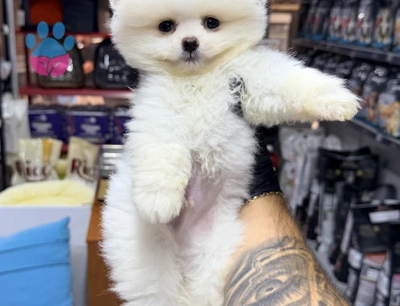 Pomeranian Boo