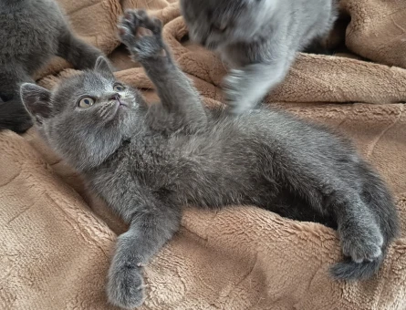Scottish Fold 2 Aylık Dişi ve Erkek Yavrular - 5075