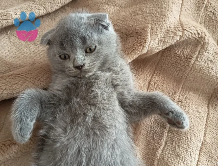 Scottish Fold 2 Aylık Dişi ve Erkek Yavrular