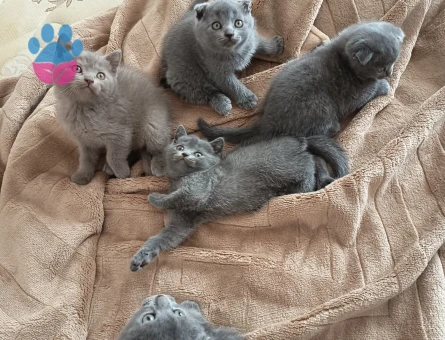 Scottish Fold 2 Aylık Dişi ve Erkek Yavrular