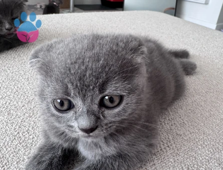 Scottish Fold Erkek Yuva Arıyor