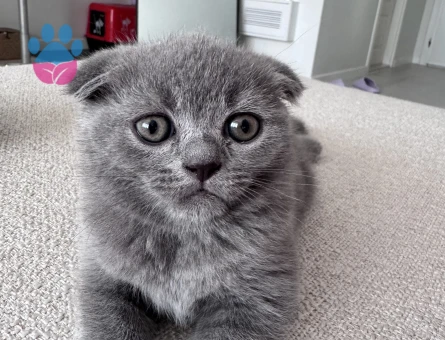Scottish Fold Erkek Yuva Arıyor