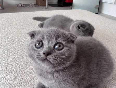 Scottish Fold Erkek Yuva Arıyor - 5078