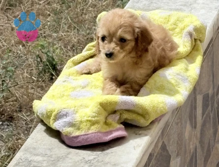 Toy Poodle 2 Aylık Yuva Arıyor