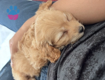 Toy Poodle 2 Aylık Yuva Arıyor