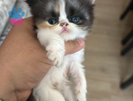 Safkan Maskeli İran Yavruları