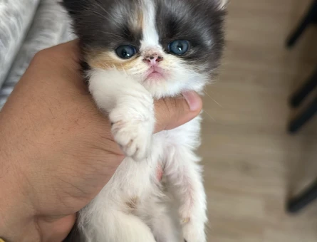 Safkan Maskeli İran Yavruları