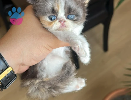 Safkan Maskeli İran Yavruları