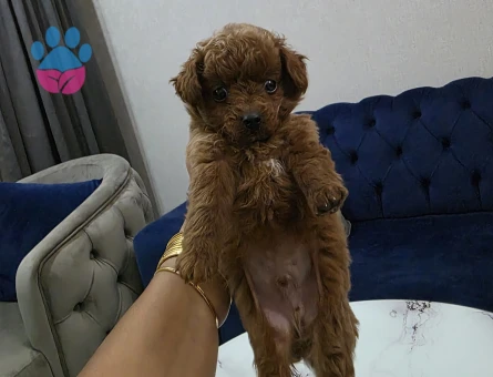 Kore poodle miniğim tuvalet eğitimli
