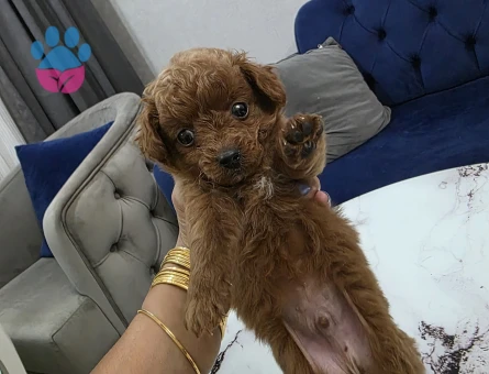 Kore poodle miniğim tuvalet eğitimli