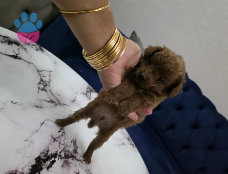 Kore poodle miniğim tuvalet eğitimli - 6525