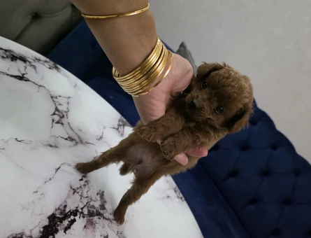 Kore poodle miniğim tuvalet eğitimli - 6525