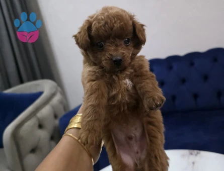 Kore poodle miniğim tuvalet eğitimli