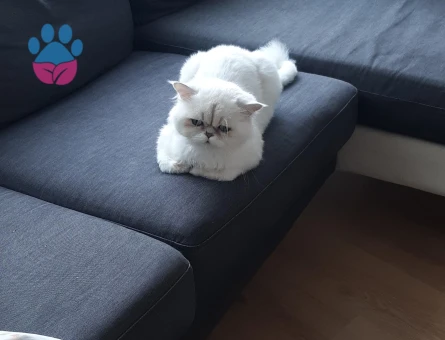 British Longhair 1 Yaşında Erkek - 6526