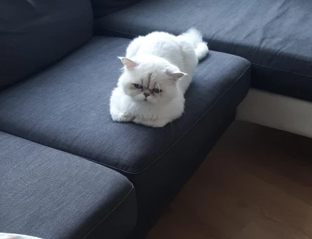 British Longhair 1 Yaşında Erkek - 6526