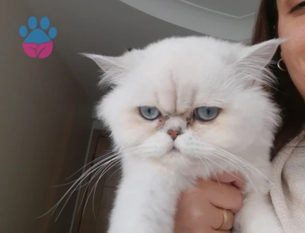 British Longhair 1 Yaşında Erkek