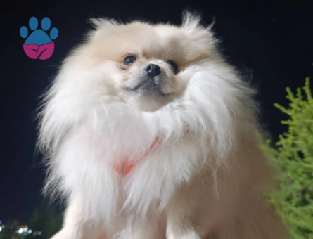 pomeranian boo teacup küçükboy Uygun a verilecek - 6529