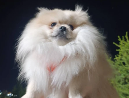 pomeranian boo teacup küçükboy Uygun a verilecek - 6529