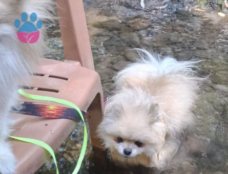 pomeranian boo teacup küçükboy Uygun a verilecek