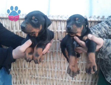 King doberman yavrularım