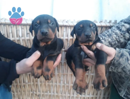 King doberman yavrularım