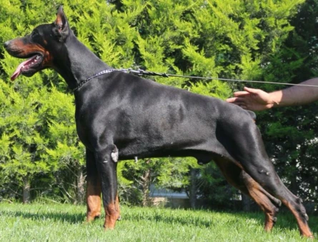 King doberman yavrularım - 6531