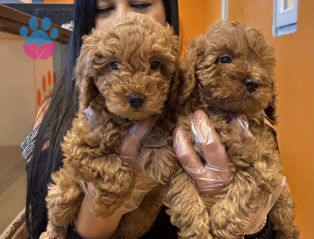 Toy poodle yavrularım - 6532