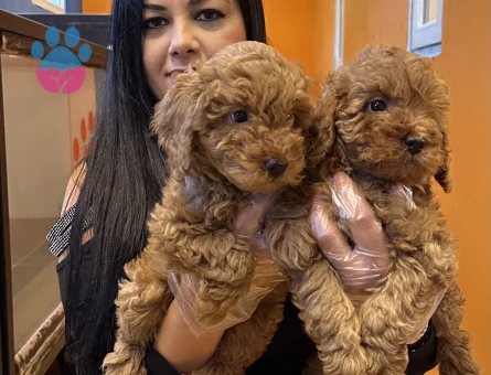 Toy poodle yavrularım